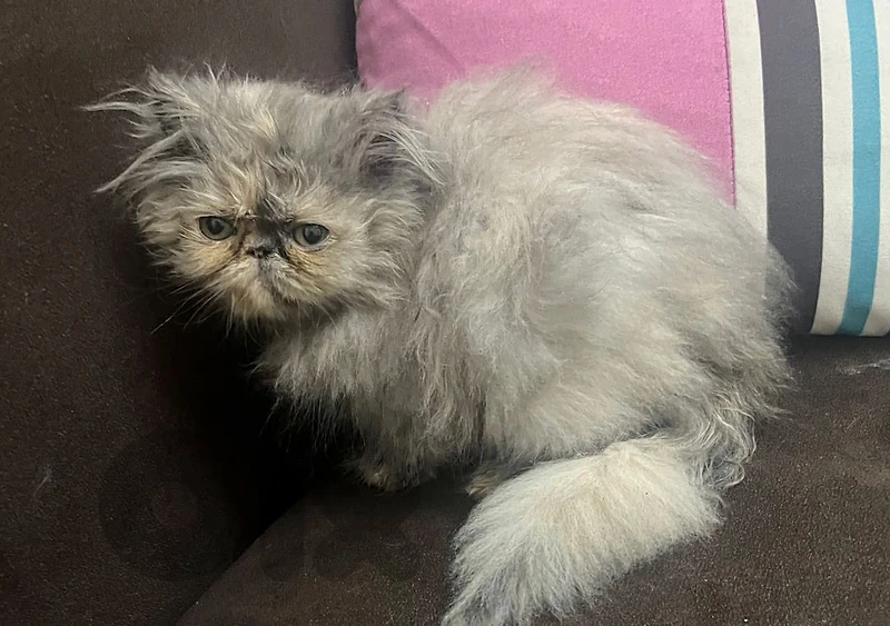 2 month female persian kitten
