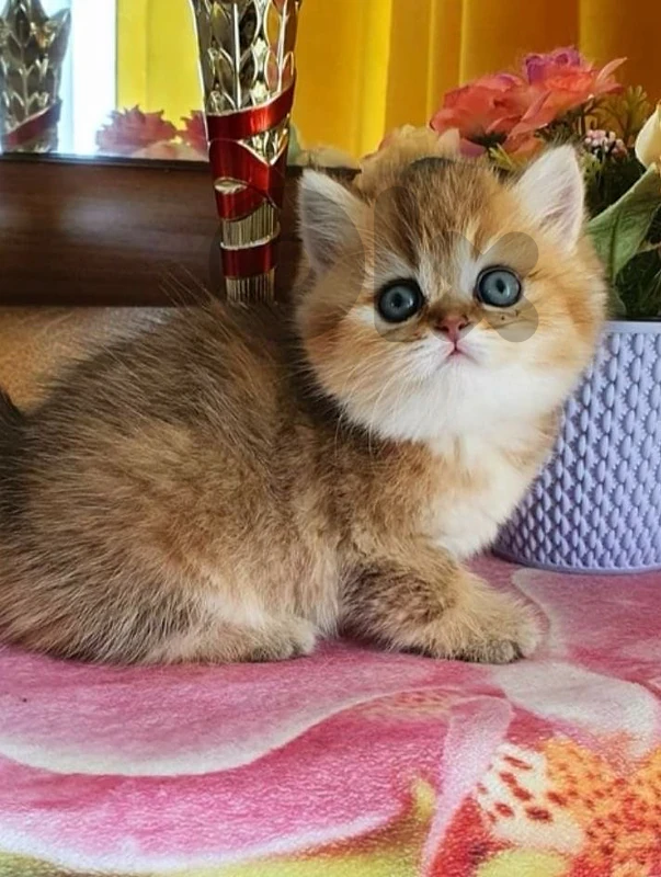 gold kitten