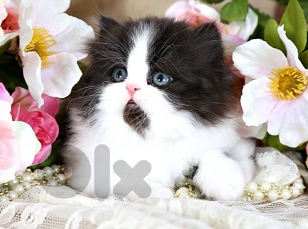 persian female panda