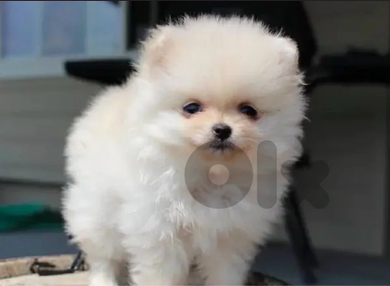 Teacup Pomeranian puppy Imported Teacup Pomeranian puppy Imported