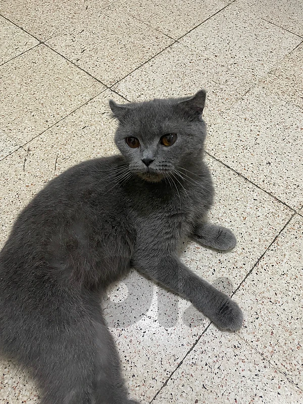 British Shorthair للتبني