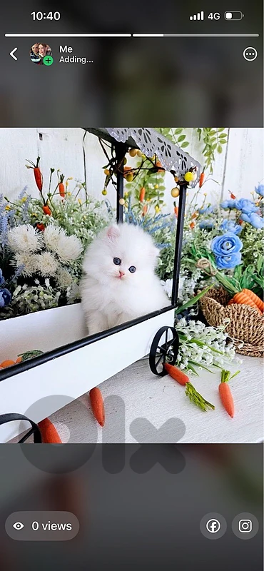 persian white