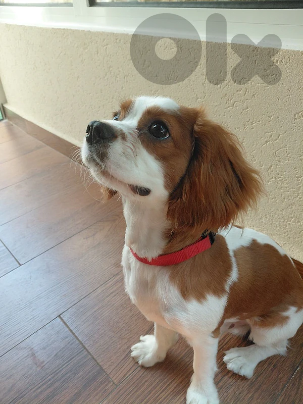 cavalier king charles