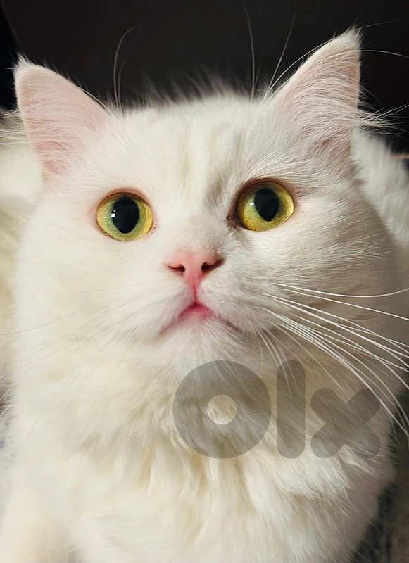 Persian mixed turkish angora