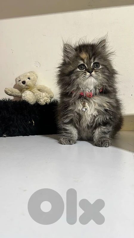exclusive Persian female