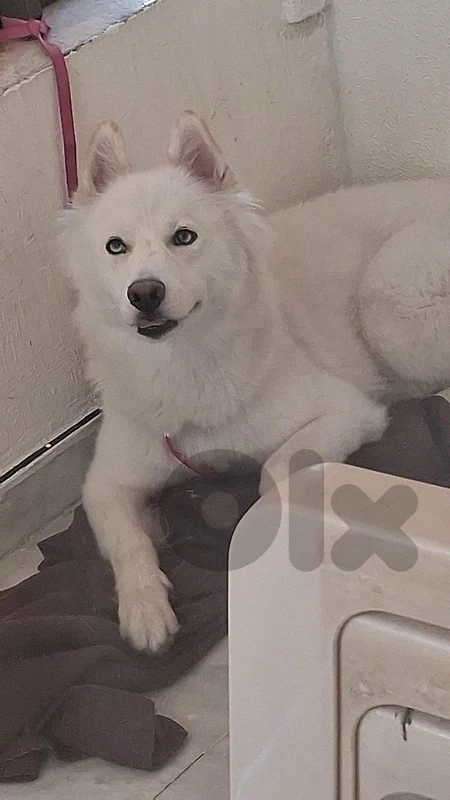 huskyfor adoption