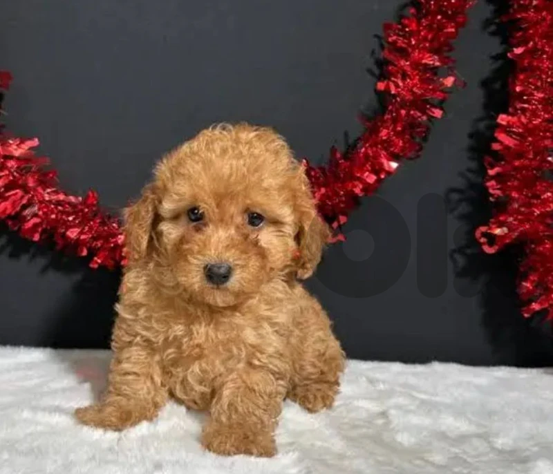 poodle toy