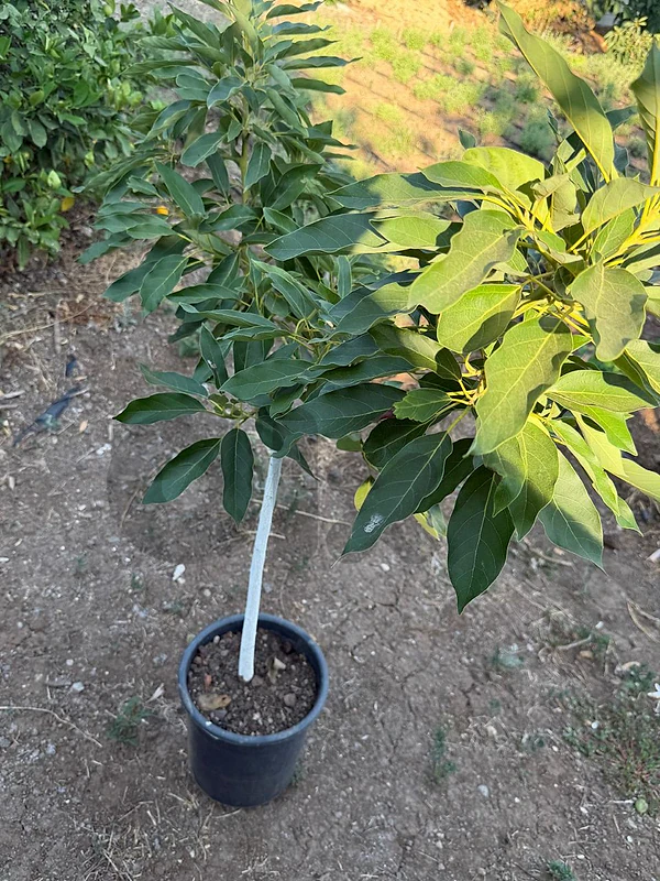 avocado