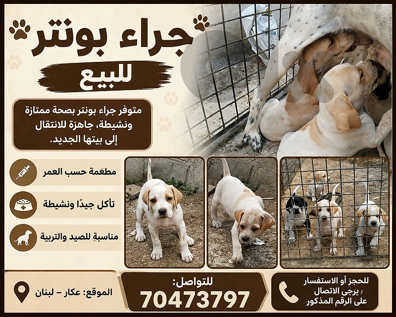 عكار  حلبا