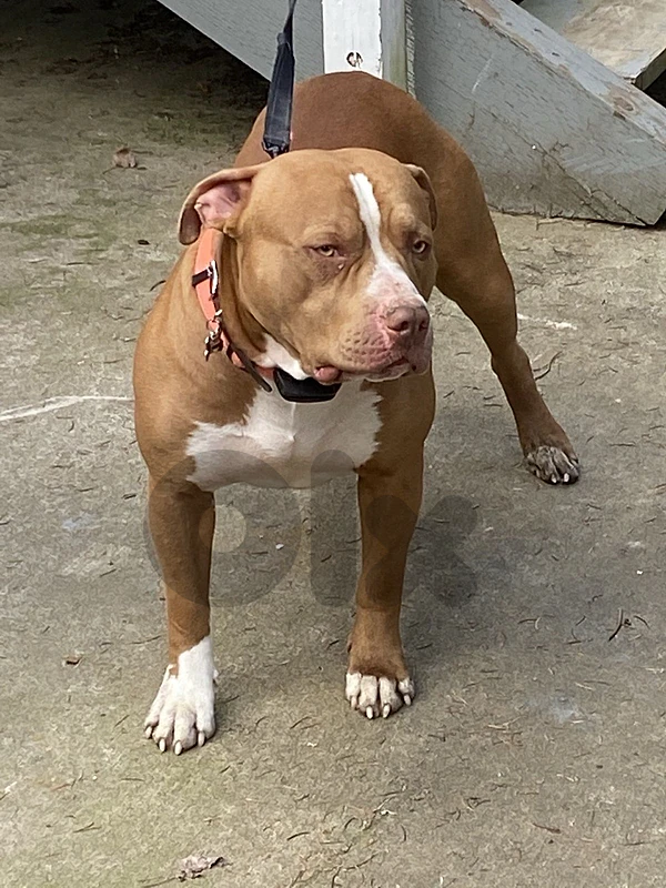 red nose pitbull