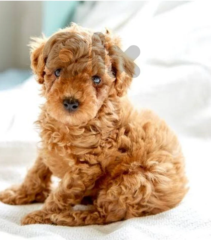 poodle toy