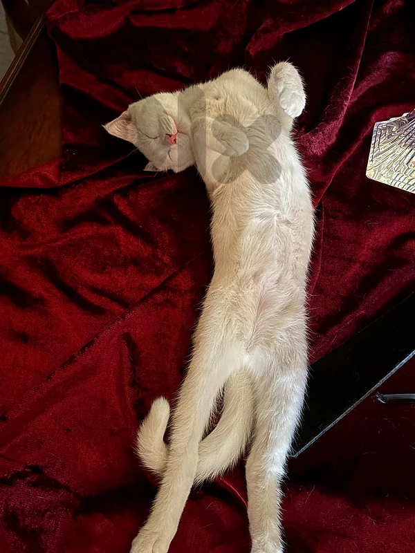 Scottish fold white