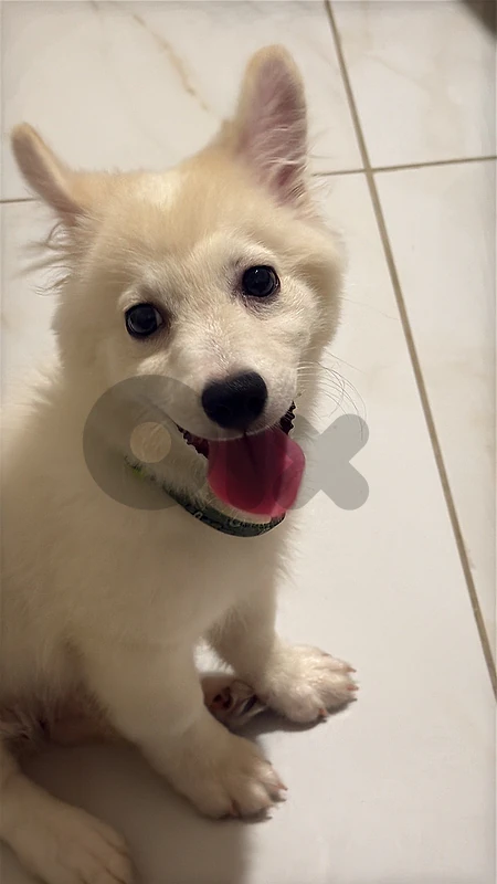 dad pomerian mom loulou