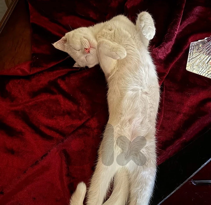 Scottish fold white