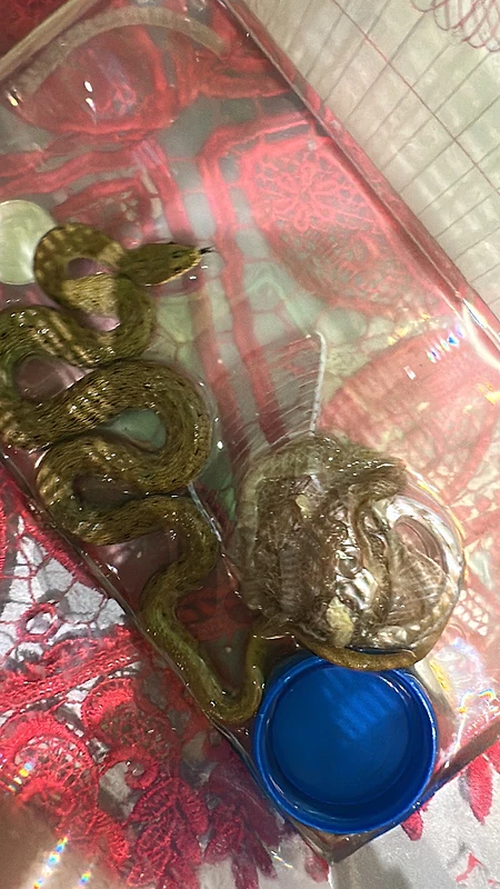 snake