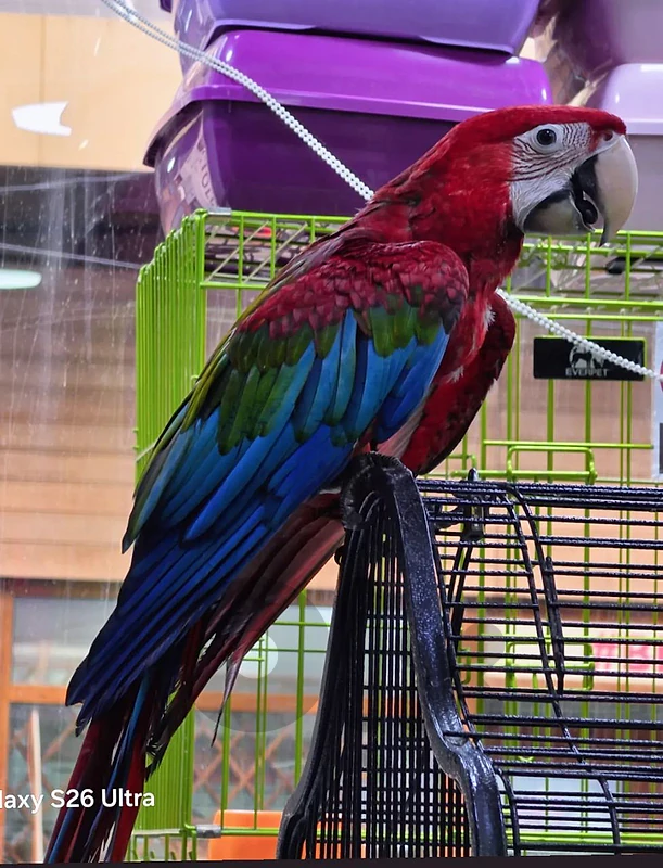 Green wing macaw