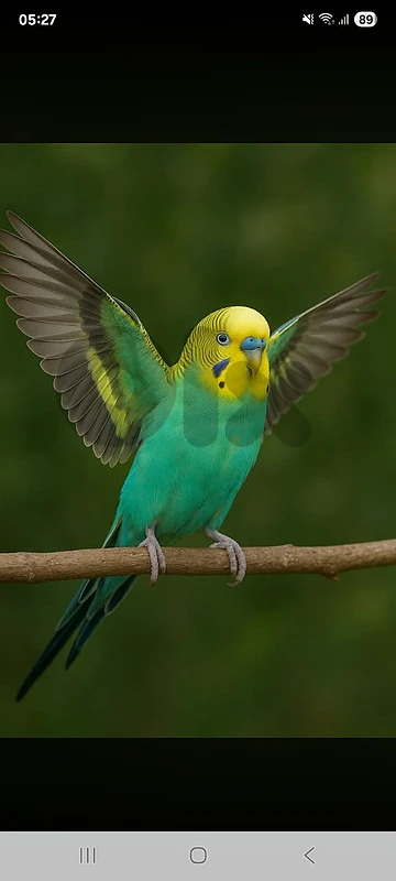 بادجي ذكر مروض حربوق زكي كتير