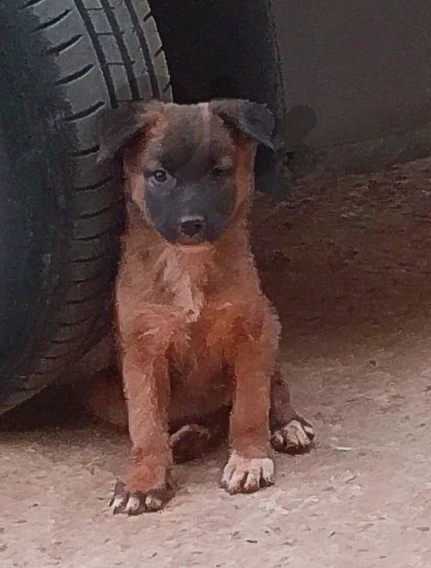 جرو Malinois x German Shepherd من أهالي سوبر شراسة