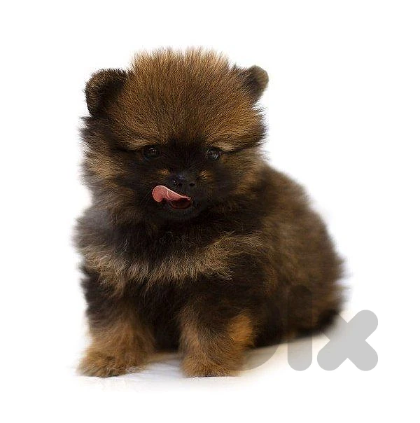 Adorable Pomeranian Puppy Available! 🐾 dog كلاب