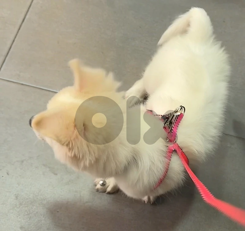 Beautiful Dog
