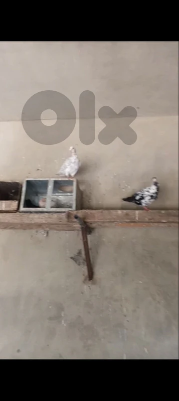 حمام للبيع