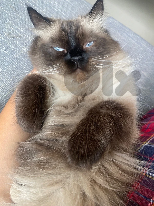 Purebred Male Ragdoll Cat – Fully Vaccinated & Neutered (Castrated)
