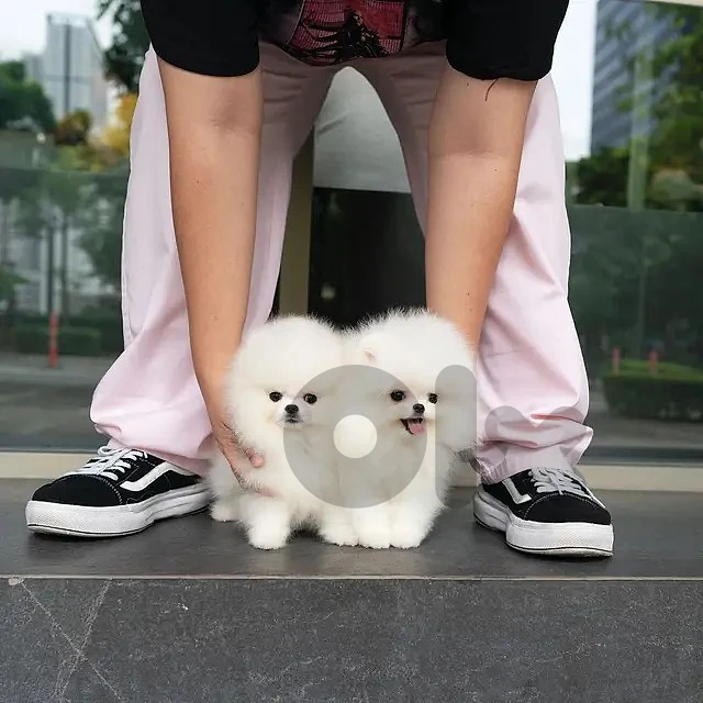 Pomeranians For Adoption Whatsapp +971 56 925 0189