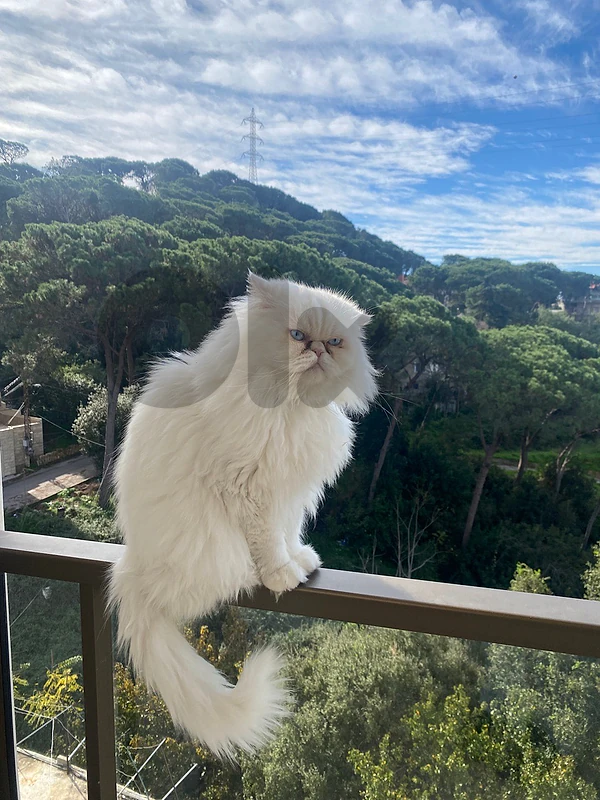 Persian Purebreed - Fully Vaccinated and Castrated