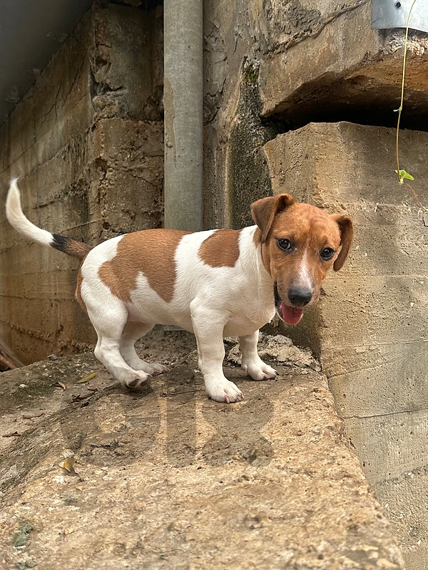 Jack Russell for sale