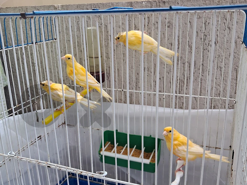 كنارات مخاليف