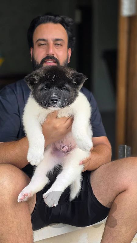 american akita