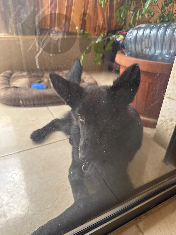 german shepherd pure royal black for sale