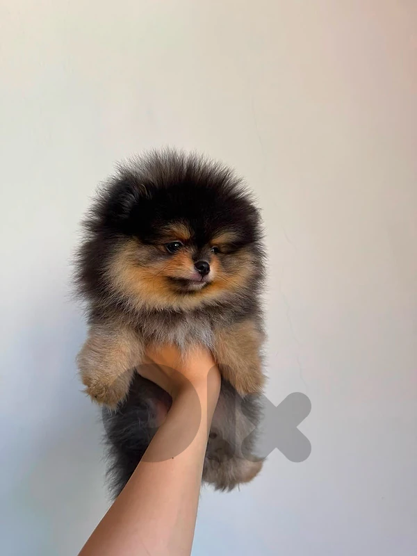 Teacup pomeranian