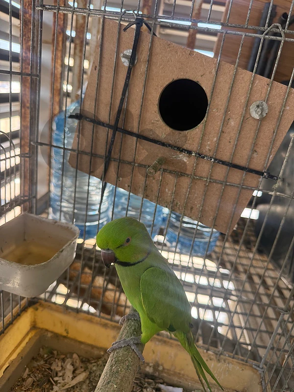 two indianringneck green male and female