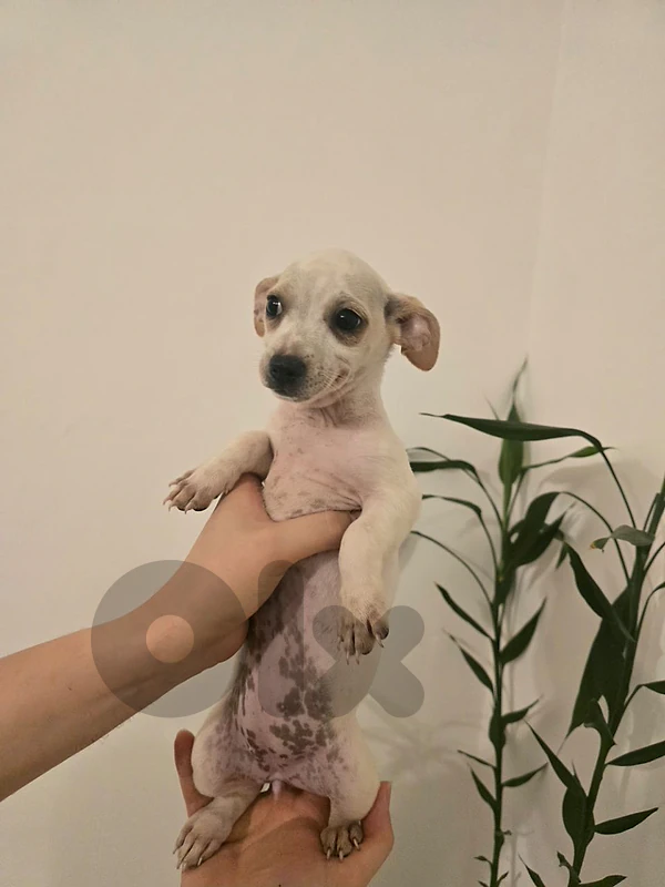 Female Puppy