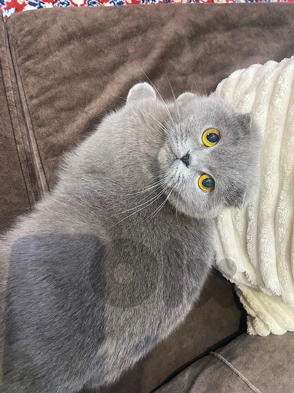 scottish fold cat