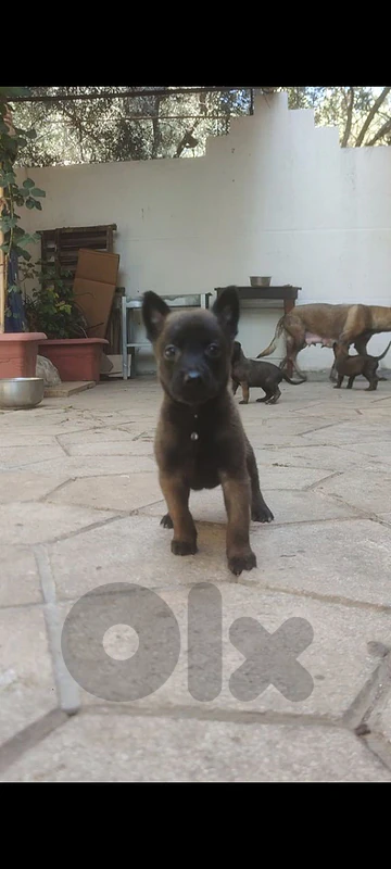 Malinois DAMM 🔥