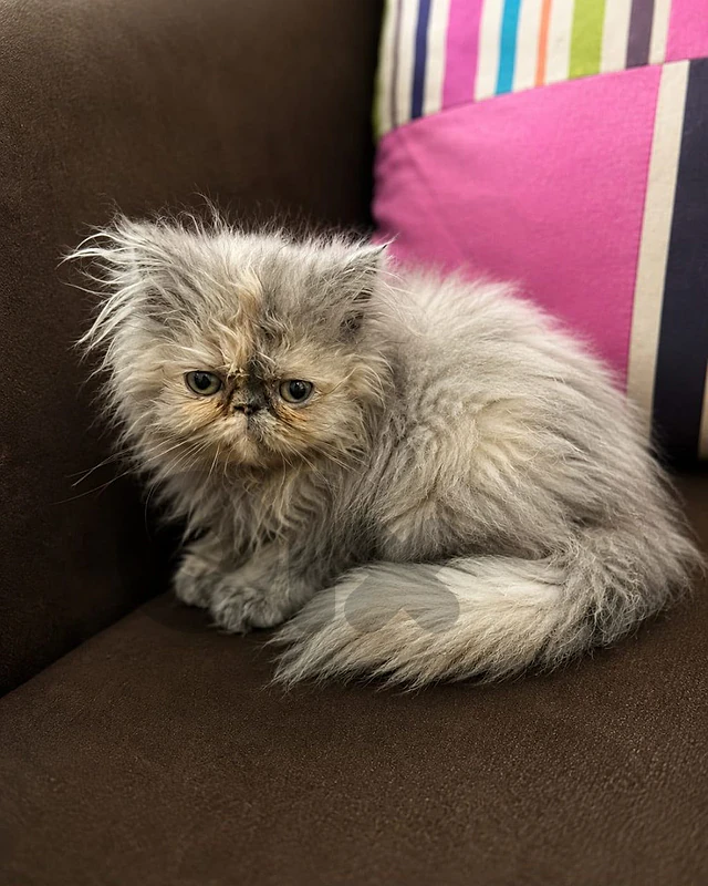persian picky face female