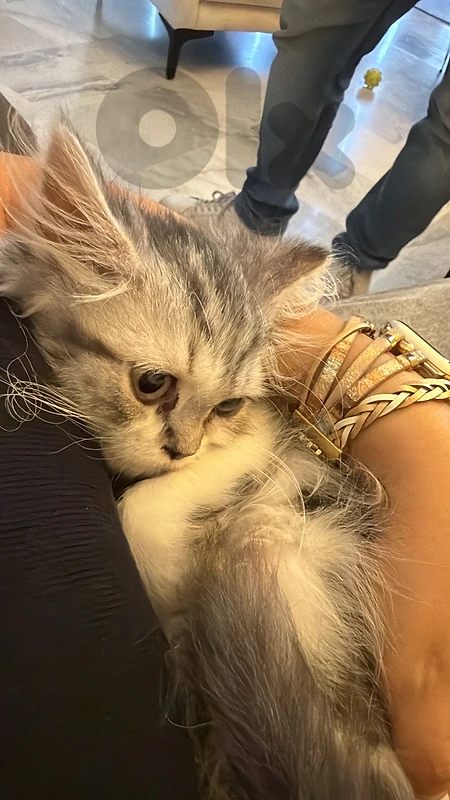 persian kitten
