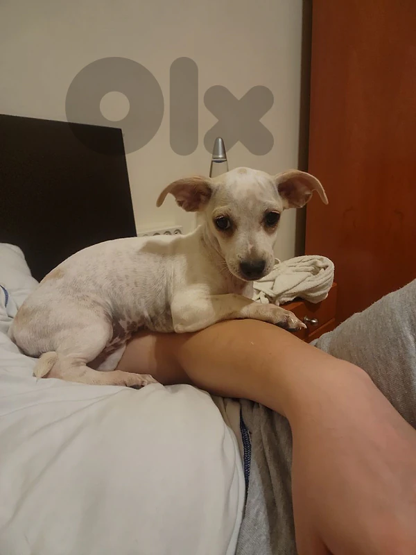 Female Puppy