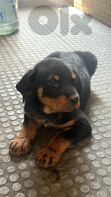 🐾 Purebred Rottweiler Puppies for Sale 🐾