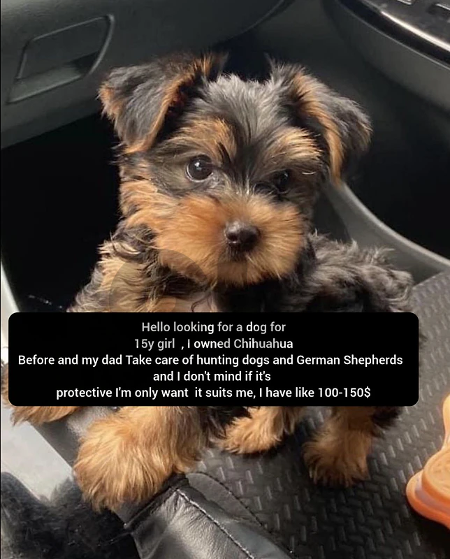 I'm looking for a dog for 15y girl, Worth $150