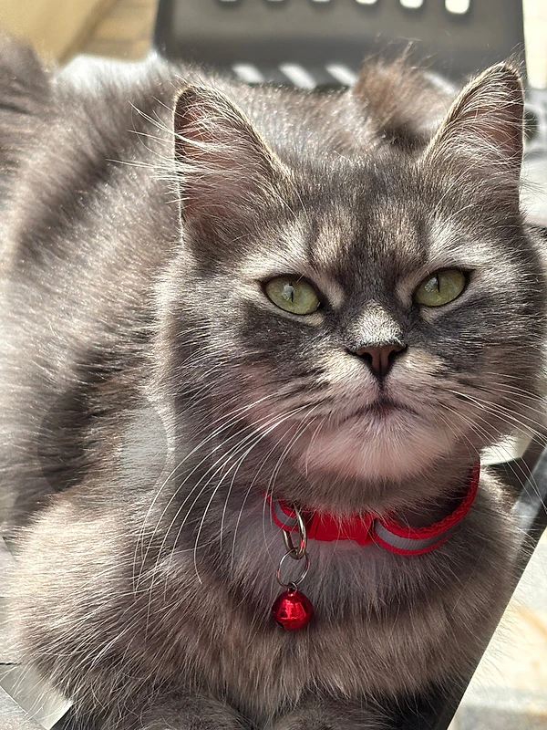 For Adoption