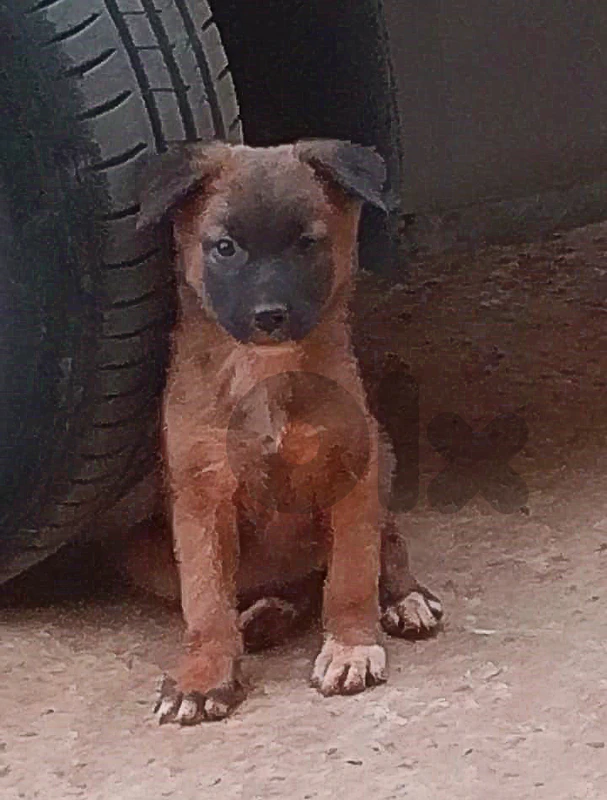 جرو Malinois x German Shepherd من أهالي سوبر شراسة