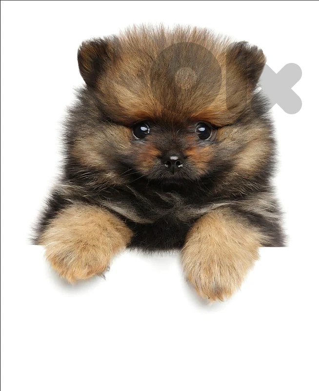 Pomeranian Puppy – Ready for a New Home! ✨