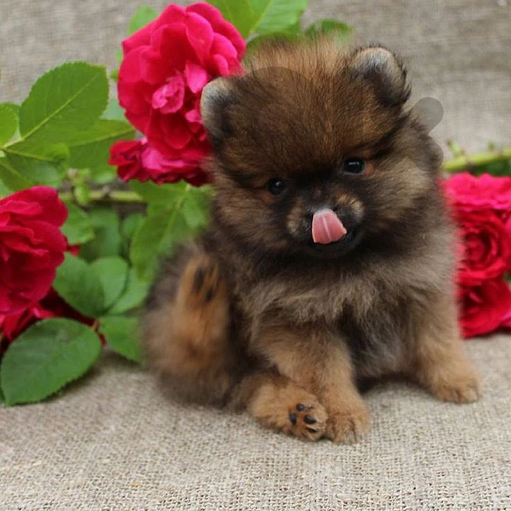 Your Perfect Pomeranian Puppy Awaits! ❤️ in store & delivery