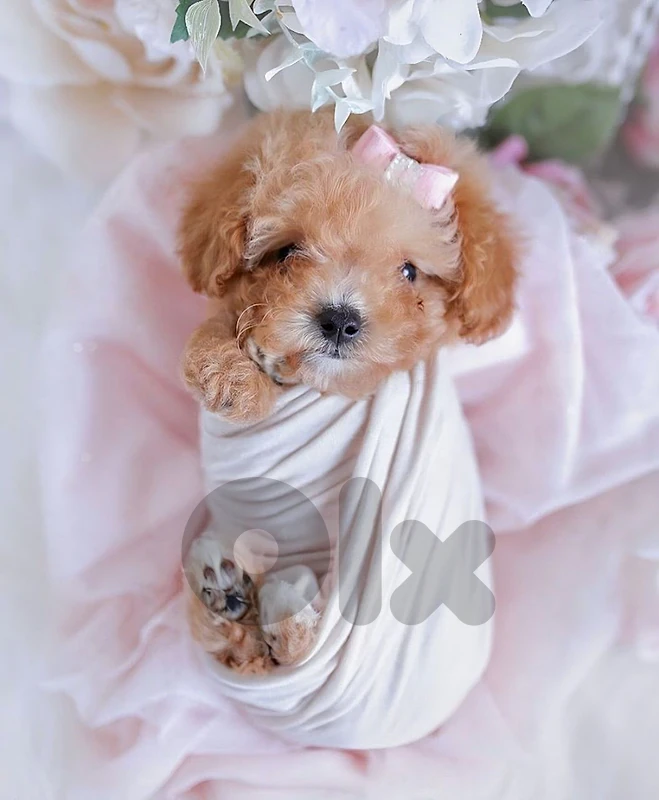 Adorable Maltipoo Puppy Available! we deliver