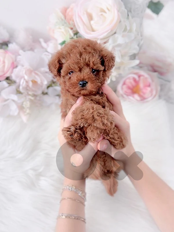 Toy Poodle Puppies - in store | delivery available