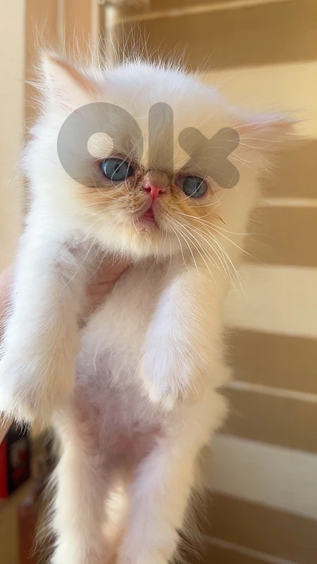 للبيع