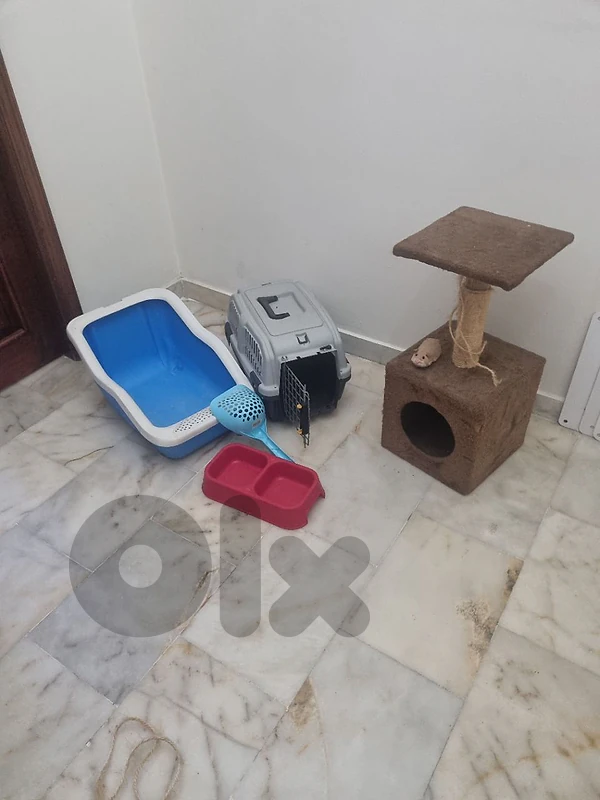 cats things